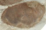 Four Fossil Leaves (Davidia & Zizyphoides) - Montana #190476-4